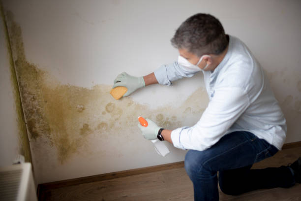 Best Mold Prevention Services  in Kincaid, IL
