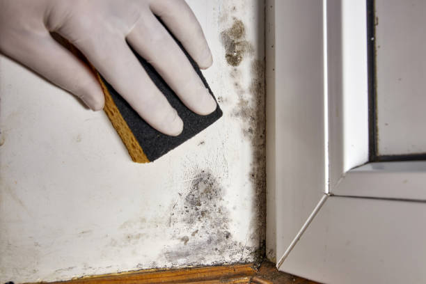 Best Emergency Mold Remediation  in Kincaid, IL